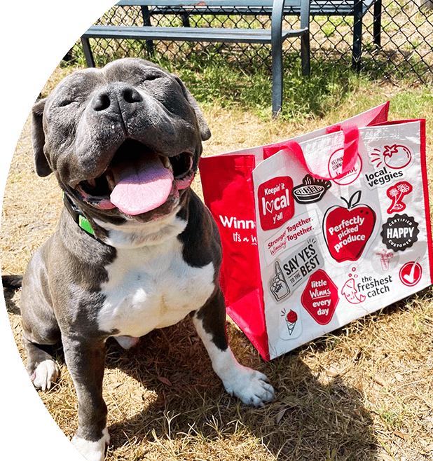 Smiling dog joyfully sitting next to a Winn-Dixie community bag.