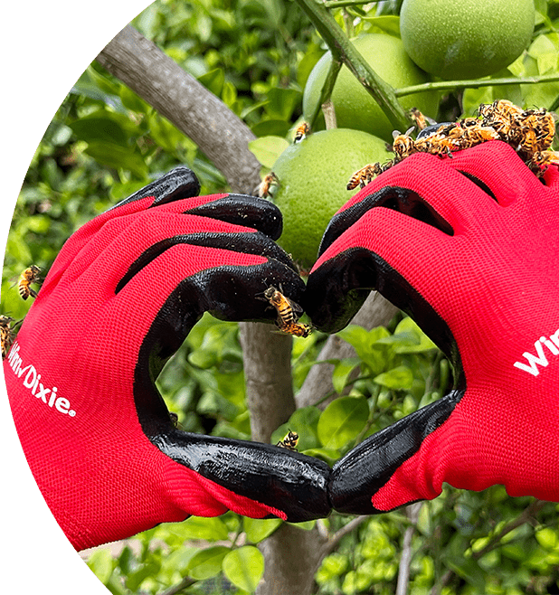 Close up of two hands in the shape of a heart wearing Winn-Dixie gloves. In the background there is an orange tree.