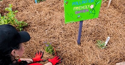 Volunteer gardening plants on hay covered soil. There is a sign that reads "Pollinator friendly garden".