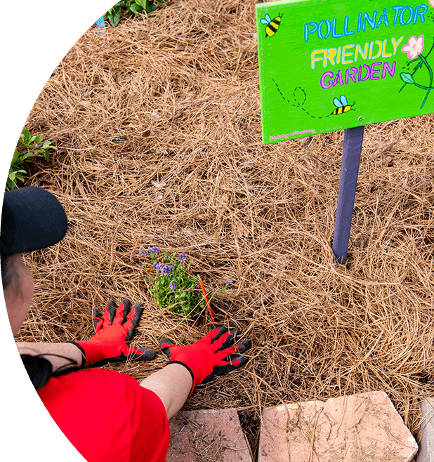 Volunteer gardening plants on hay covered soil. There is a sign that reads "Pollinator friendly garden".