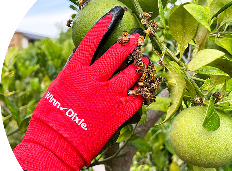 Close up shot of someone's hand in a branded Winn-Dixie glove picking fruit surrounded by bees. 