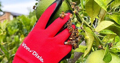 Close up shot of someone's hand in a branded Winn-Dixie glove picking fruit surrounded by bees. 