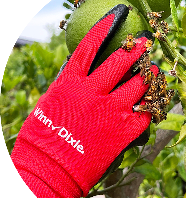 Close up shot of someone's hand in a branded Winn-Dixie glove picking fruit surrounded by bees. 