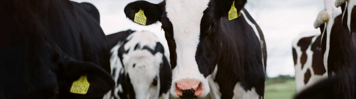 Closeup of a crowd of cows on an open field.