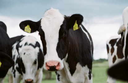 Closeup of a crowd of cows on an open field.